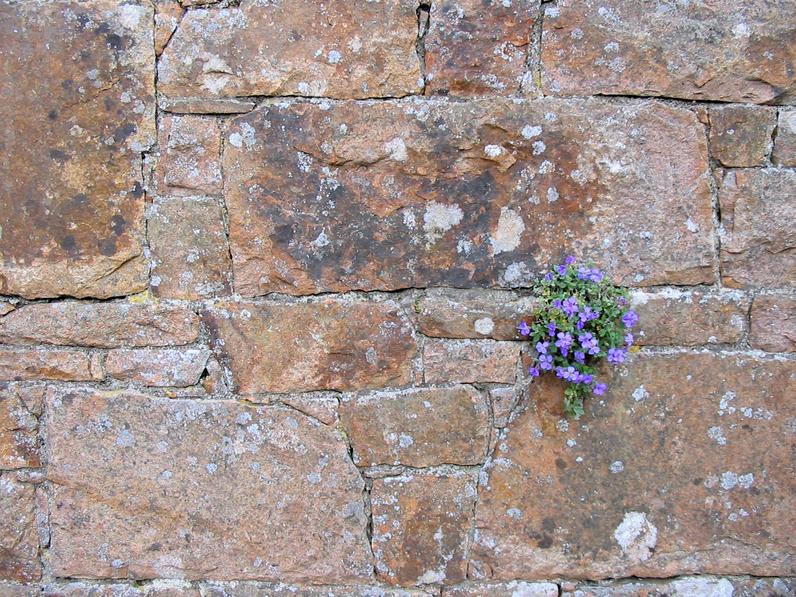 Blume in Mauer