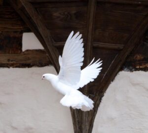 Taube im Flug